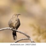 2015温网公开赛精彩赛事直播全纪录 492x62