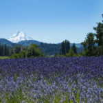 2015年北京国际马拉松赛全程直播实况 e0dprh282