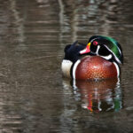 3d开奖结果205期最新精准号码已公布 pk1oq06st